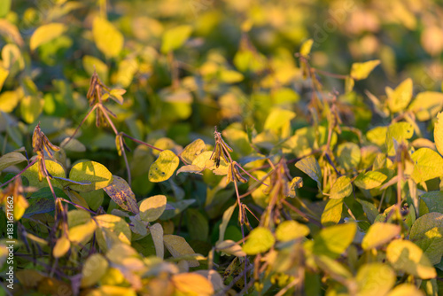 Wallpaper Mural Soybean pods maturing among verdant leaves, detailed closeup highlighting textures of stems and seed cases, calm late-afternoon mood in productive agricultural environment Torontodigital.ca