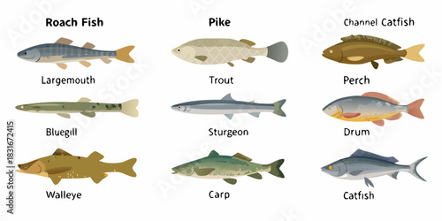 Collection of nine freshwater fish species with names
