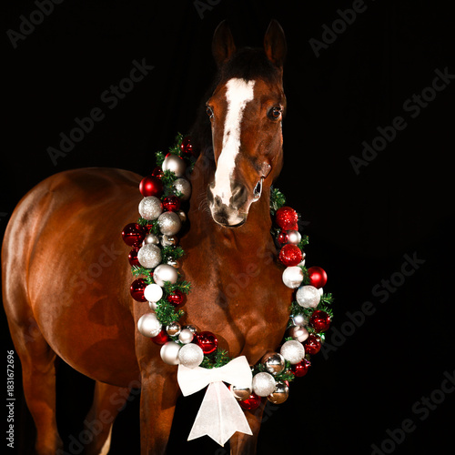 Horse portraits with Christmas decorations against a black background.