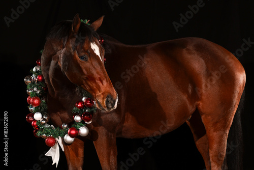 Horse portraits with Christmas decorations against a black background.
