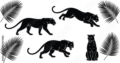 Collection of Black Panther silhouettes vector illustration, wild jungle cats set in various action poses with stylized tropical palm leaves, predatory animal 