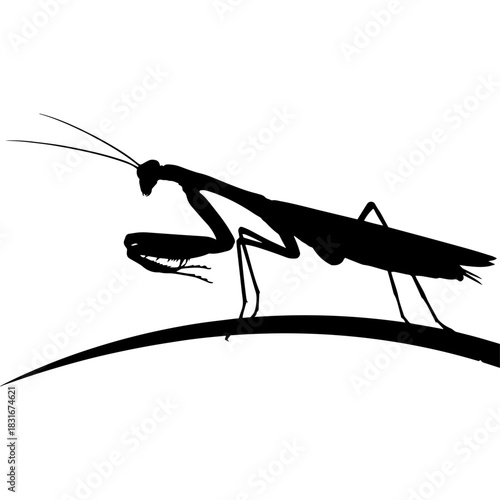 Elegant praying mantis insect silhouette vector art graphic design element Vector