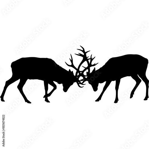 Powerful stags in silhouette, antlers locked in a fierce display of nature Vector