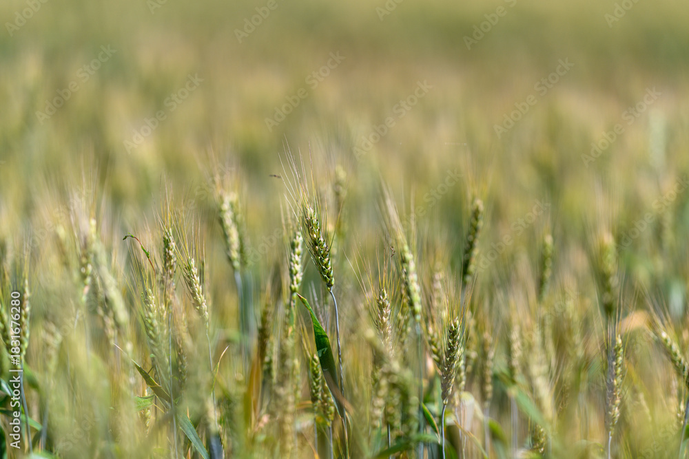 Obraz premium Golden Grains Gently Swaying in a Beautiful, Lush Field Bathed in Soft, Warm Sunlight