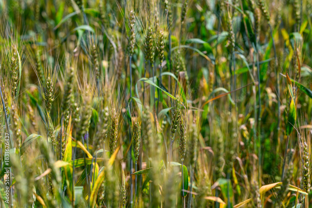 Obraz premium A Beautiful and Vibrant Wheat Field is Now Fully Ready for the Upcoming Harvest Season