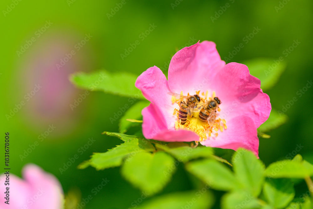 Obraz premium A stunningly beautiful pink flower adorned with buzzing bees against a vibrant green backdrop