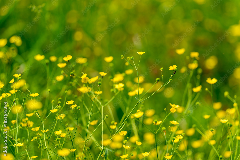 Obraz premium In a lush green meadow, vibrant yellow wildflowers bloom, creating a stunning display
