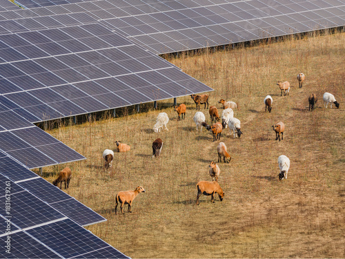 Cows graze beneath solar panels on a dry field. The installation provides shade while agriculture and renewable energy share the same land.