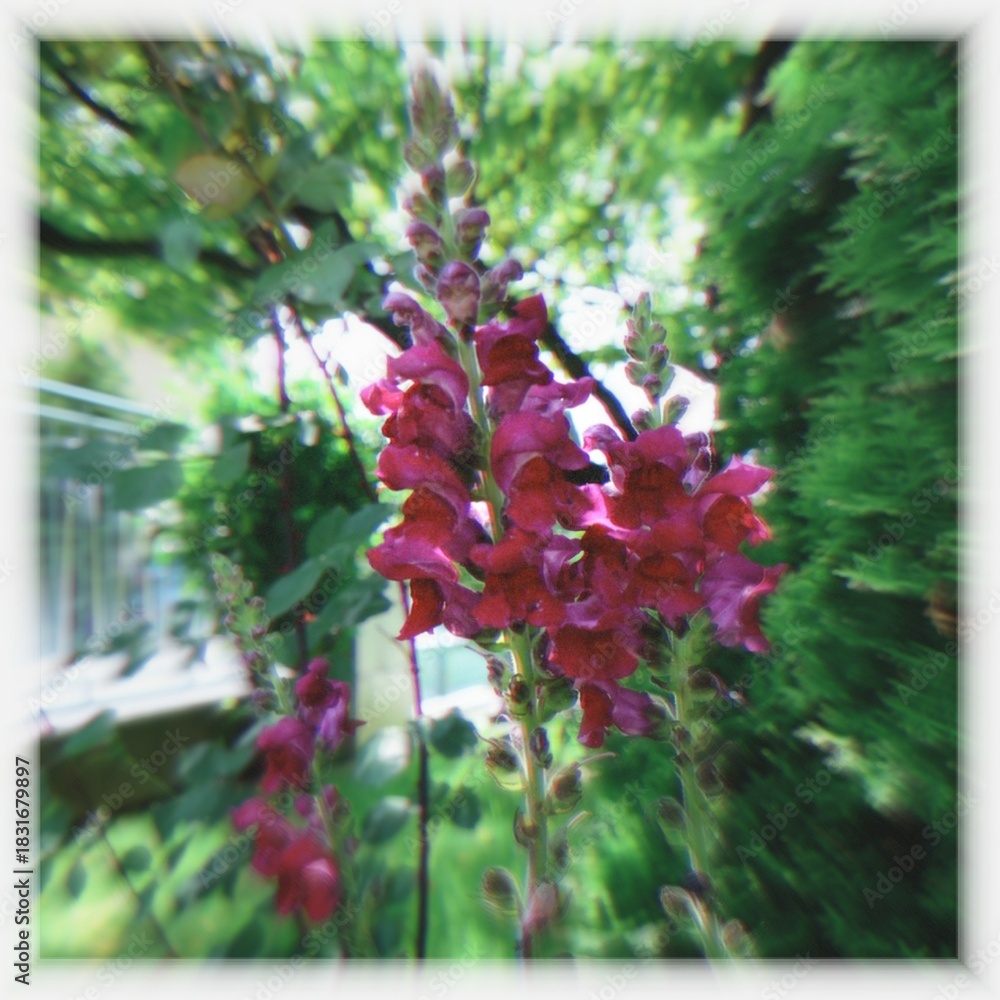 Obraz premium flowers in the window