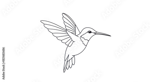 Minimalist Line Drawing of a Hummingbird in Flight with Detailed Wing Structure