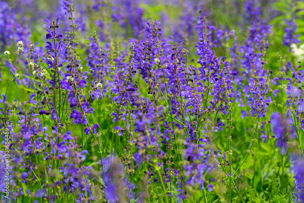 Naklejka premium Stunning and Vibrant Purple Wildflowers Flourishing in Full Bloom for All to Admire
