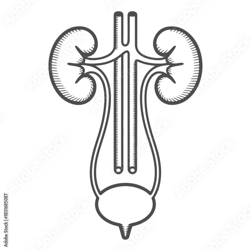 a drawing of a kidney with a heart