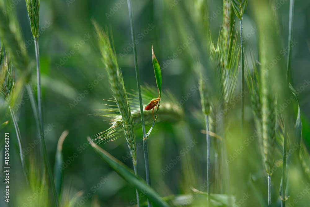 Obraz premium A CloseUp of an Insect Found Among Beautiful Grain Fields, Highlighting Natural Details