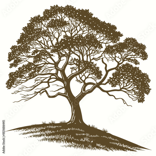 Vector illustration detailed brown silhouette engraving illustration of a large mature pine tree standing proudly on a grassy hill