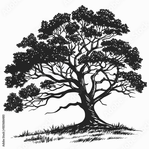 Vector illustration detailed black and white silhouette illustration of a large, mature deciduous tree with sprawling branches and dense foliage