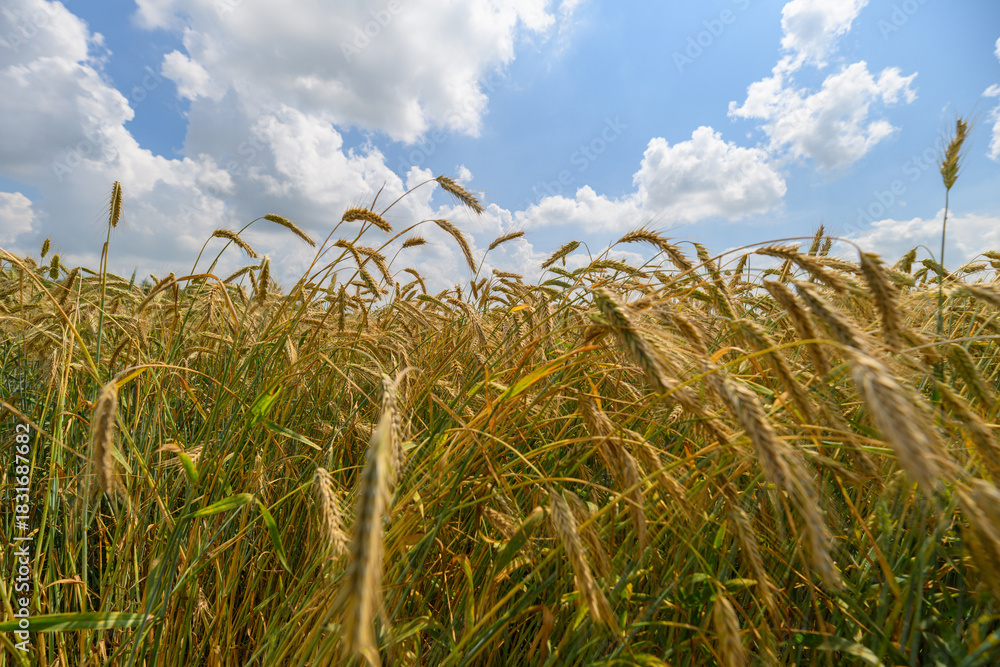Obraz premium A Beautiful Golden Wheat Field Under a Bright Blue Sky Surrounded by Fluffy White Clouds