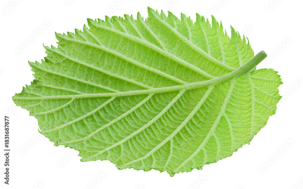 Obraz premium Hazelnut green leaf isolated on transparent background. Hazelnut leaf top view. Leaf PNG