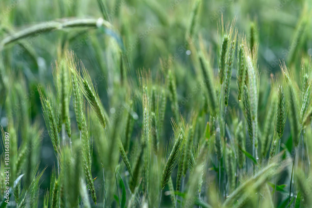 Obraz premium Lush Green Grains Accompanying Tranquil Views in a Vibrant Field of Agricultural Splendor