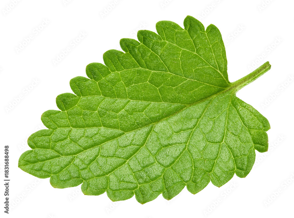 Obraz premium Melisa leaf isolated on transparent background. Fresh Melisa PNG. Melisa mint full macro. No AI