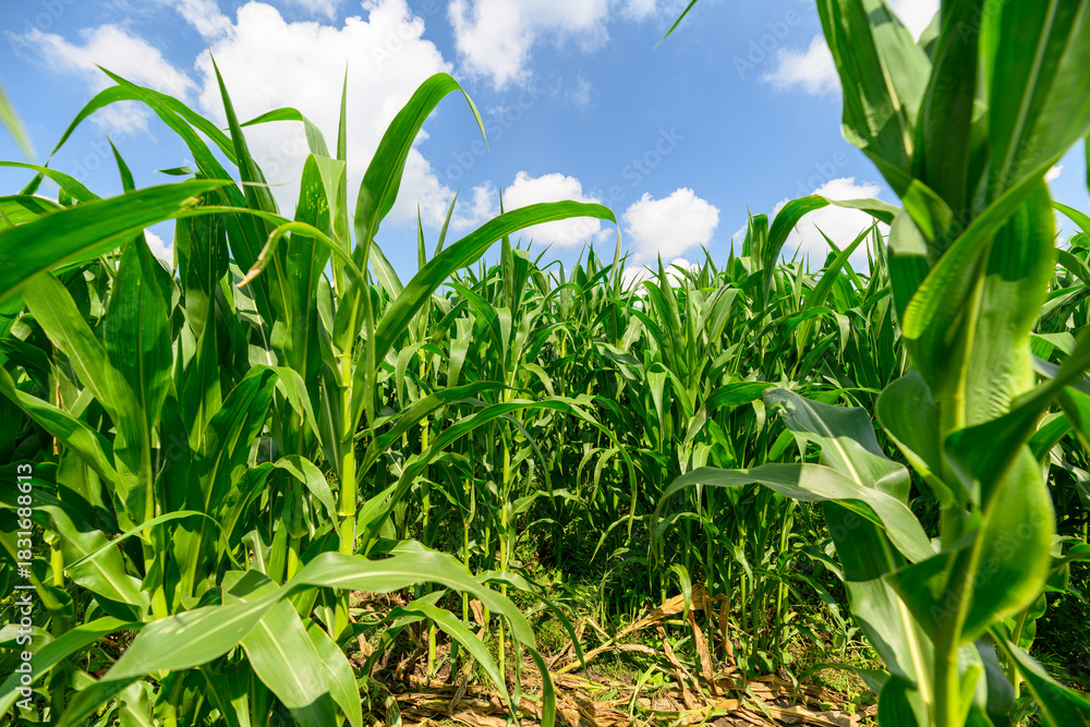 Obraz premium A Vibrant Cornfield Flourishing Under a Beautifully Clear Blue Sky on a Sunny Day