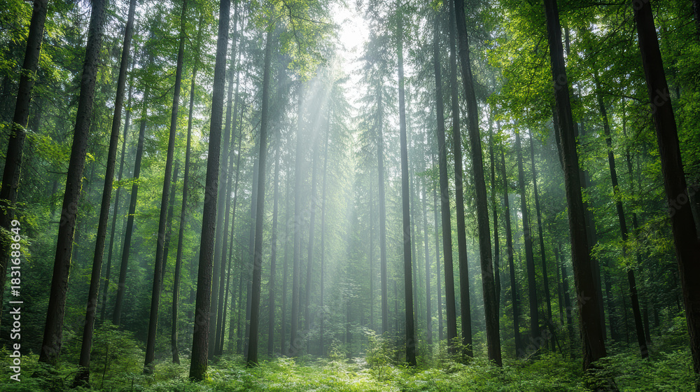 Fototapeta premium Dense misty forest tall tree sunlight beam tranquil mood green foliage