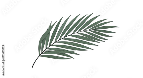 Elegant botanical illustration of a lush green palm leaf with detailed fronds for nature and plant