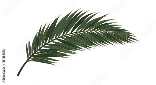 Elegant green palm leaf isolated on a clean white background showcasing tropical foliage