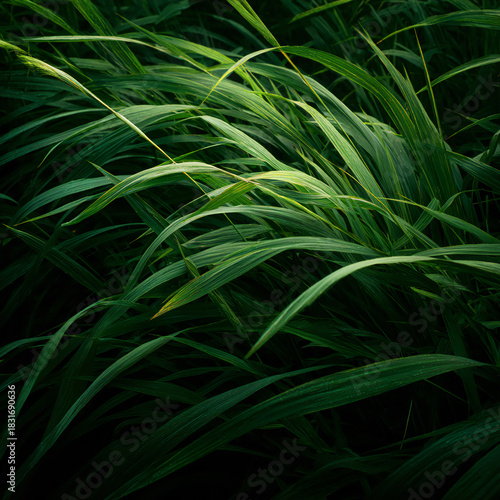 Abstract green grass background 