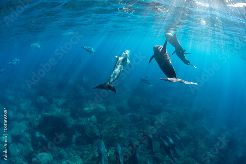 Wild dolphins swimming in the sunlight