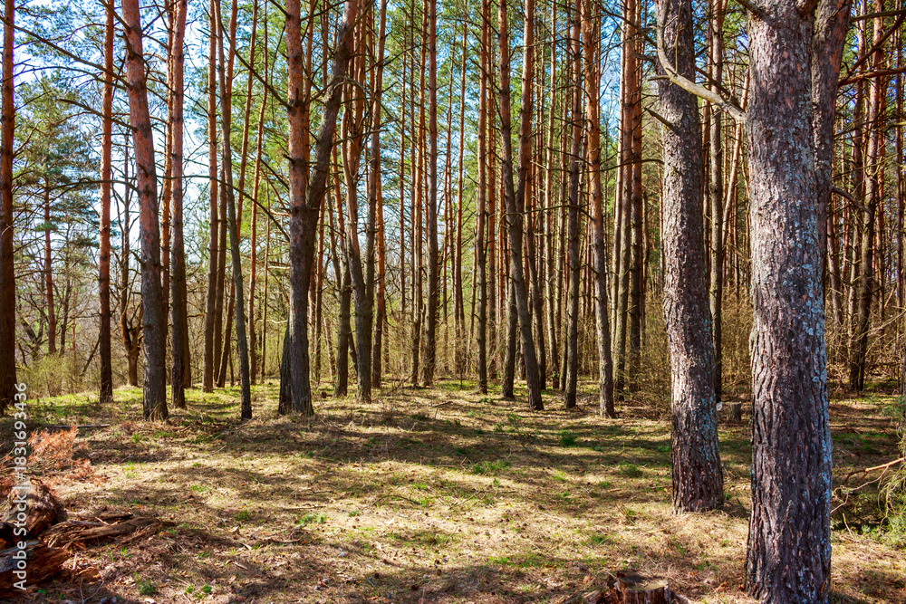 Obraz premium Dense pine forest interior with tall, straight trunks illuminated by dappled sunlight filtering through the canopy, suggesting early spring awakening