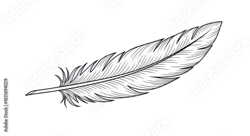 Intricate Line Drawing of a Feather with Detailed Barbs and Quill for Artistic Illustration