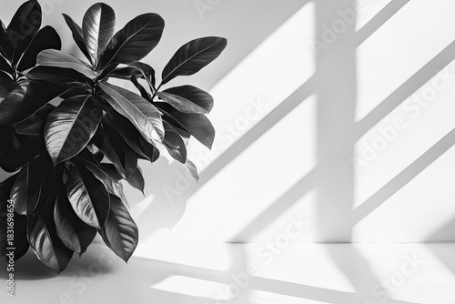Plant contrasts stark light & shadow on a minimalist wall