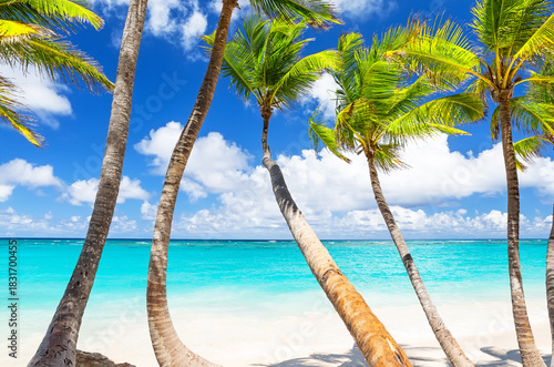 Fototapeta Naklejka Na Ścianę i Meble -  Perfect white sand beach with coconut palm trees and turquoise water in Punta Cana, Dominican Republic. Summer holiday beach concept.