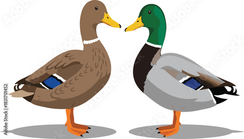 Male and Female Mallard Duck Vector Illustration, Wild Birds and Nature Wildlife.