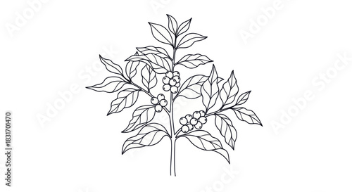 Elegant line drawing of a coffee plant with detailed leaves and berries for botanical illustration