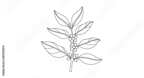 Minimalist botanical line drawing of a coffee plant branch with leaves and berries