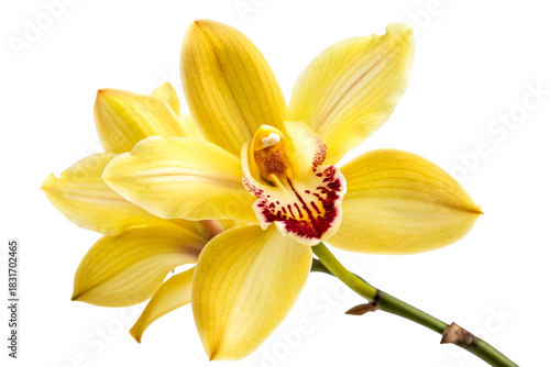 Vibrant yellow cymbidium orchid flower with dark red center and green stem ideal for tropical spa wellness marketing or elegant floral decorations for summer weddings