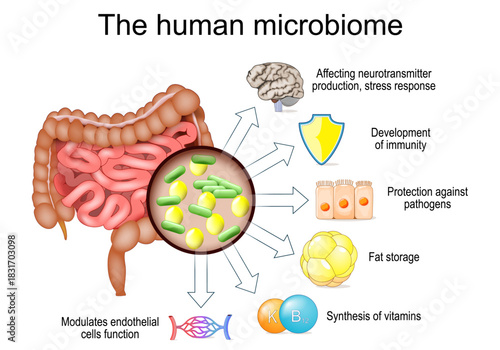 Large intestine and human microbiome 