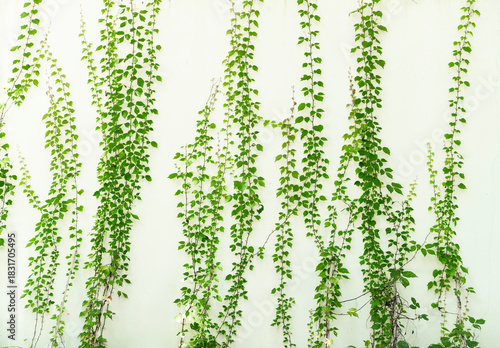 Lush green ivy is growing and covering granite white wall with neighborhood houses
