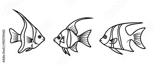 Three simple line drawings of angelfish swimming in profile, perfect for oceanthemed decorations, educational materials, or marine life content.