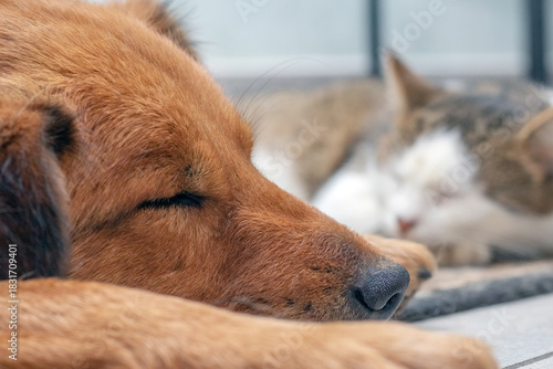 Macro portrait of a sleeping red dog lying on the floor, focused on the head, and a blurred, white and red cat sitting behind it creating a domestic frame