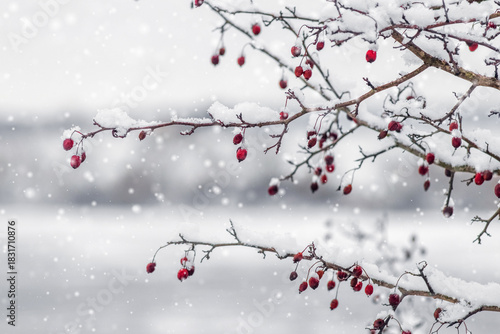 branch with red berries covered with fresh snow against the background of heavy snowfall and a blurred winter reservoir creating a festive, cold and calm winter background