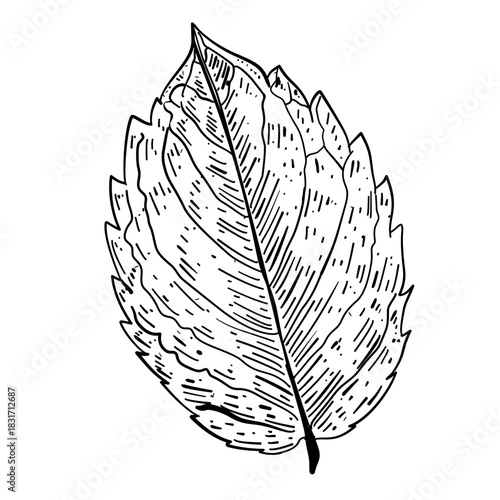 Mint leaf vector line art hand drawn illustration