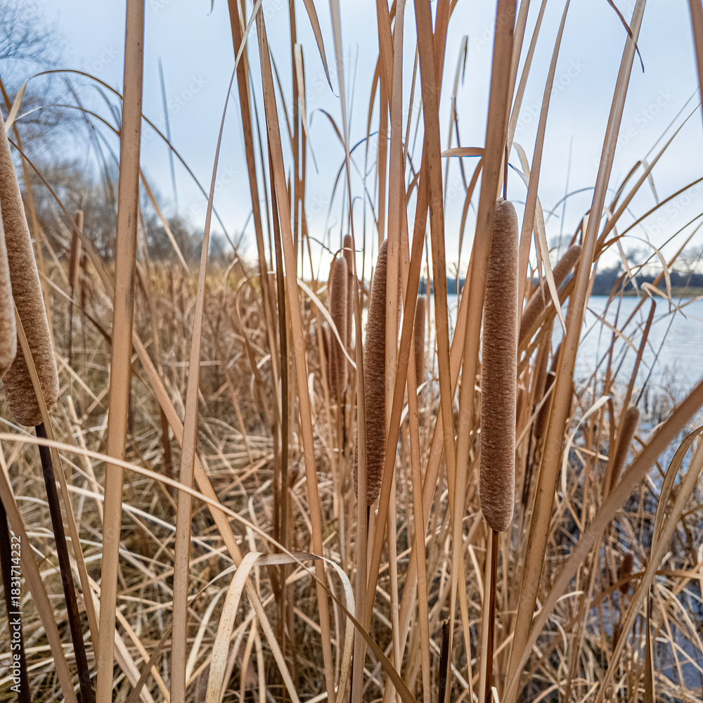 Fototapeta premium Close-up of cattails in a winter wetland, surrounded by dry reeds and leafless trees. A serene seasonal scene with natural textures and muted tones.