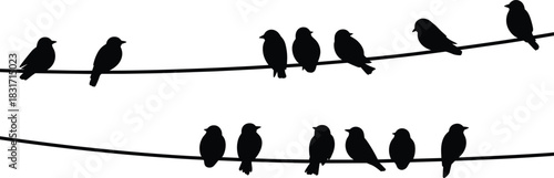 Silhouettes of birds perched on two horizontal wires against a white background Keywords: birds, silhouettes, perched, wires
