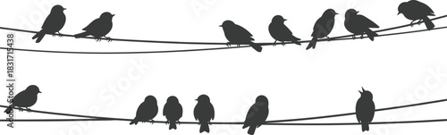 Two Rows of Bird Silhouettes Perched on Power Lines birds wires