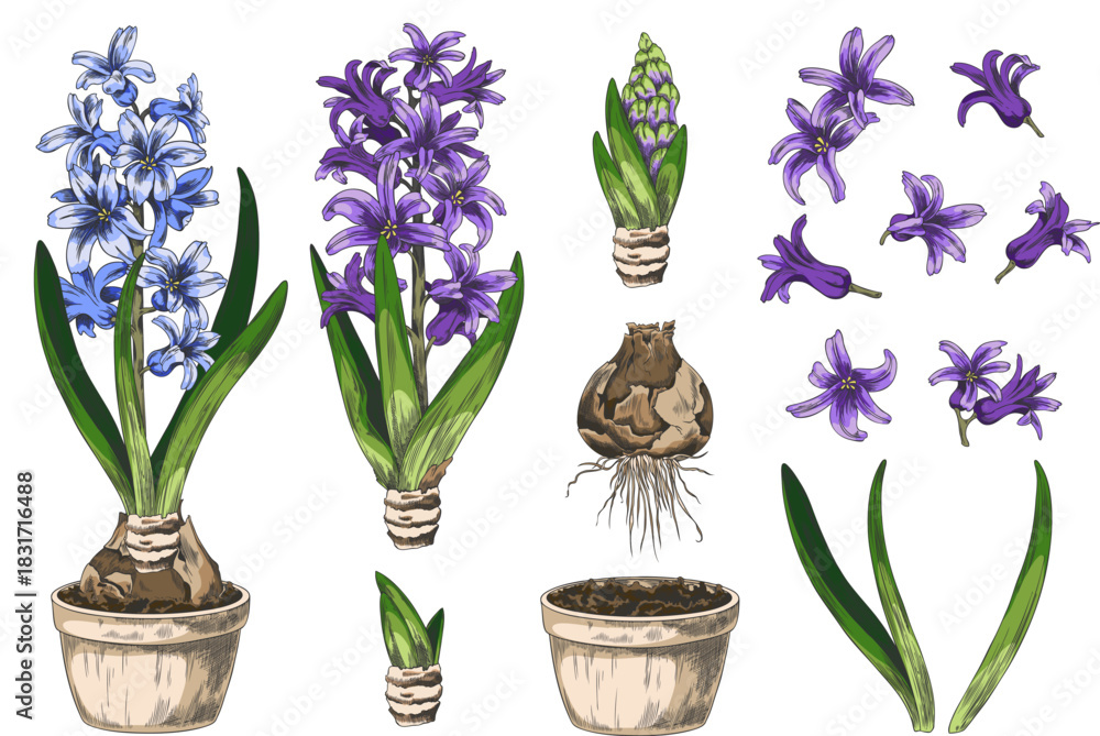 Fototapeta premium Hyacinth flower with leaves grows from bulb in the pot with soil sketch vector set, hand drawn blue spring blossom plant