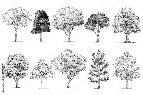 Collection of different deciduous trees. Set of foliage trees silhouettes isolated. Nature elements. Art design. Tree sketch vector.