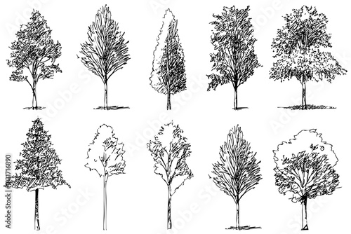 Set of foliage trees silhouettes. Different deciduous trees isolated. Nature elements. Art design. Drawing tree sketch vector.