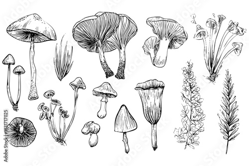 Edible fungus collection featuring various mushroom types vector set isolated on white background vector illustration for botanical art